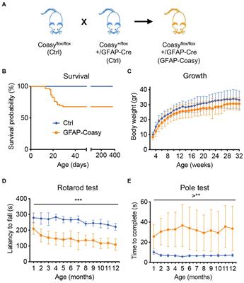 CoA synthase plays a critical role in neurodevelopment and neurodegeneration